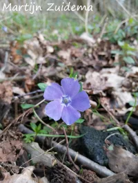 Kleine maagdenpalm [Vinca minor]
